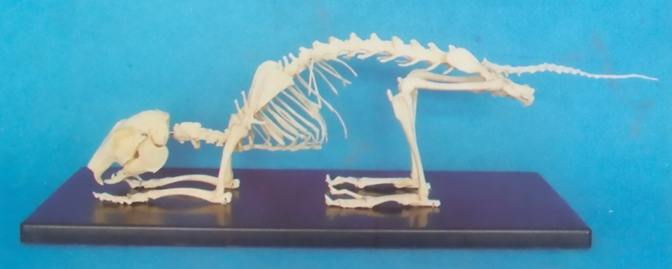 RABBIT SKELETON MODEL WITH PLASTIC STAND